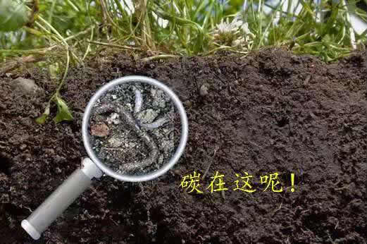 碳在這呢！